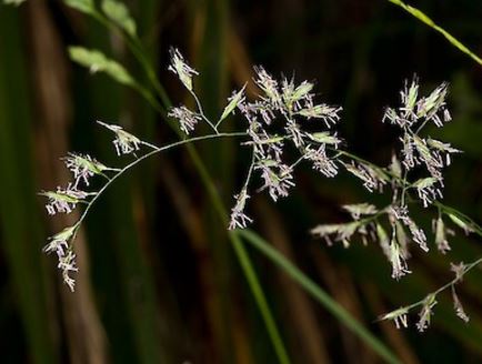 Festuca rubra commutata